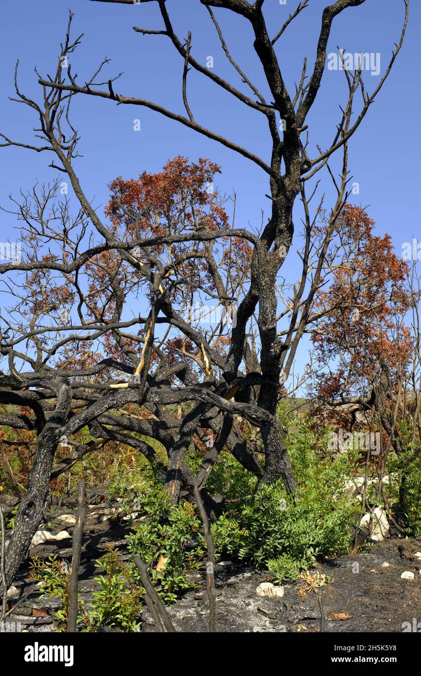 Ricrescita di piante 3 mesi dopo un incendio estivo nella regione di Algar del Parco Naturale di Sierras Subbeticas, Provincia di Cordoba, Andalusia, Spagna Foto Stock