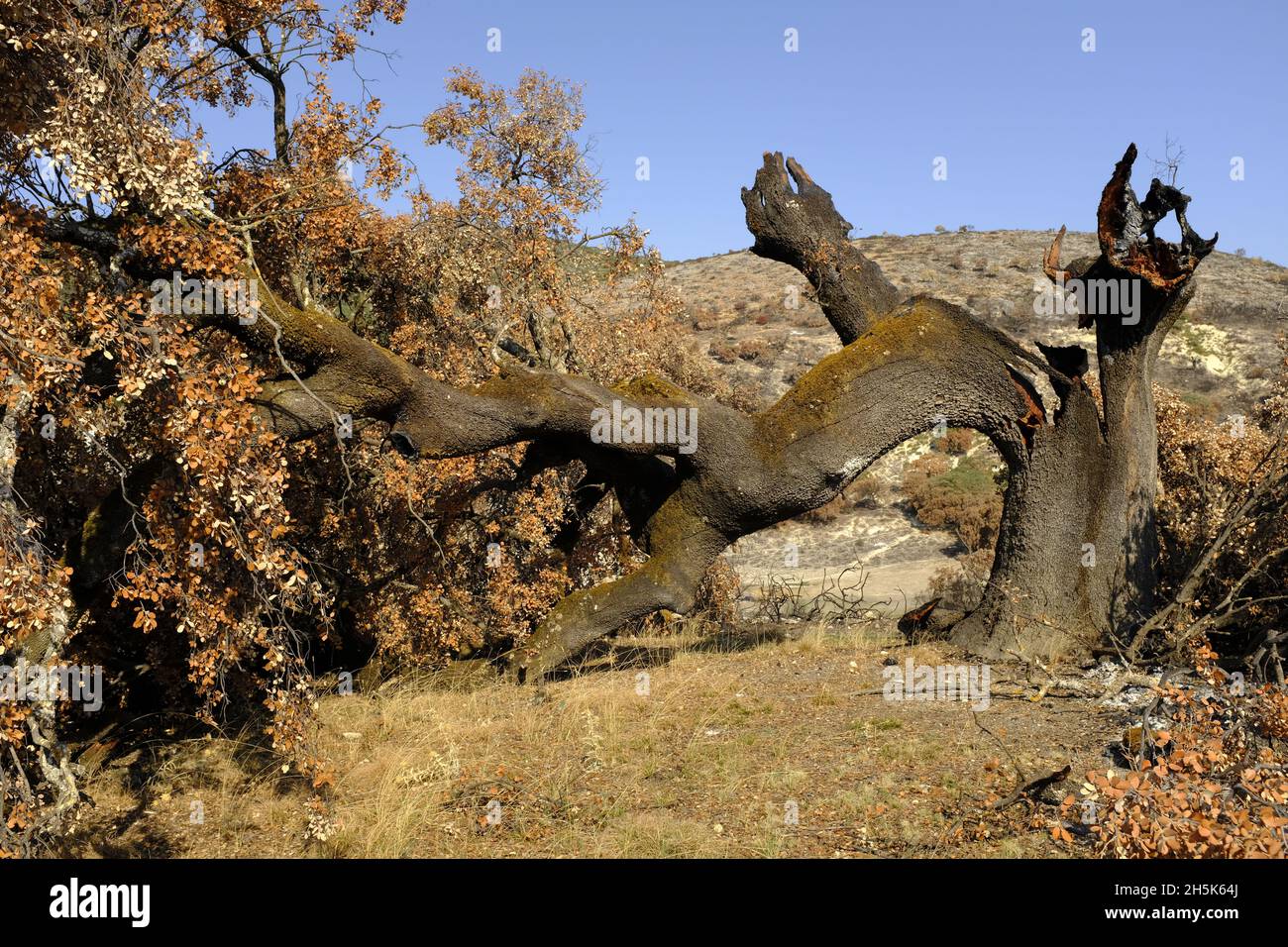 Resti di un'antica quercia di Holm distrutta in un incendio estivo. Algar, Parco Naturale di Sierras Subbeticas, Provincia di Cordoba, Andalusia, Spagna Foto Stock