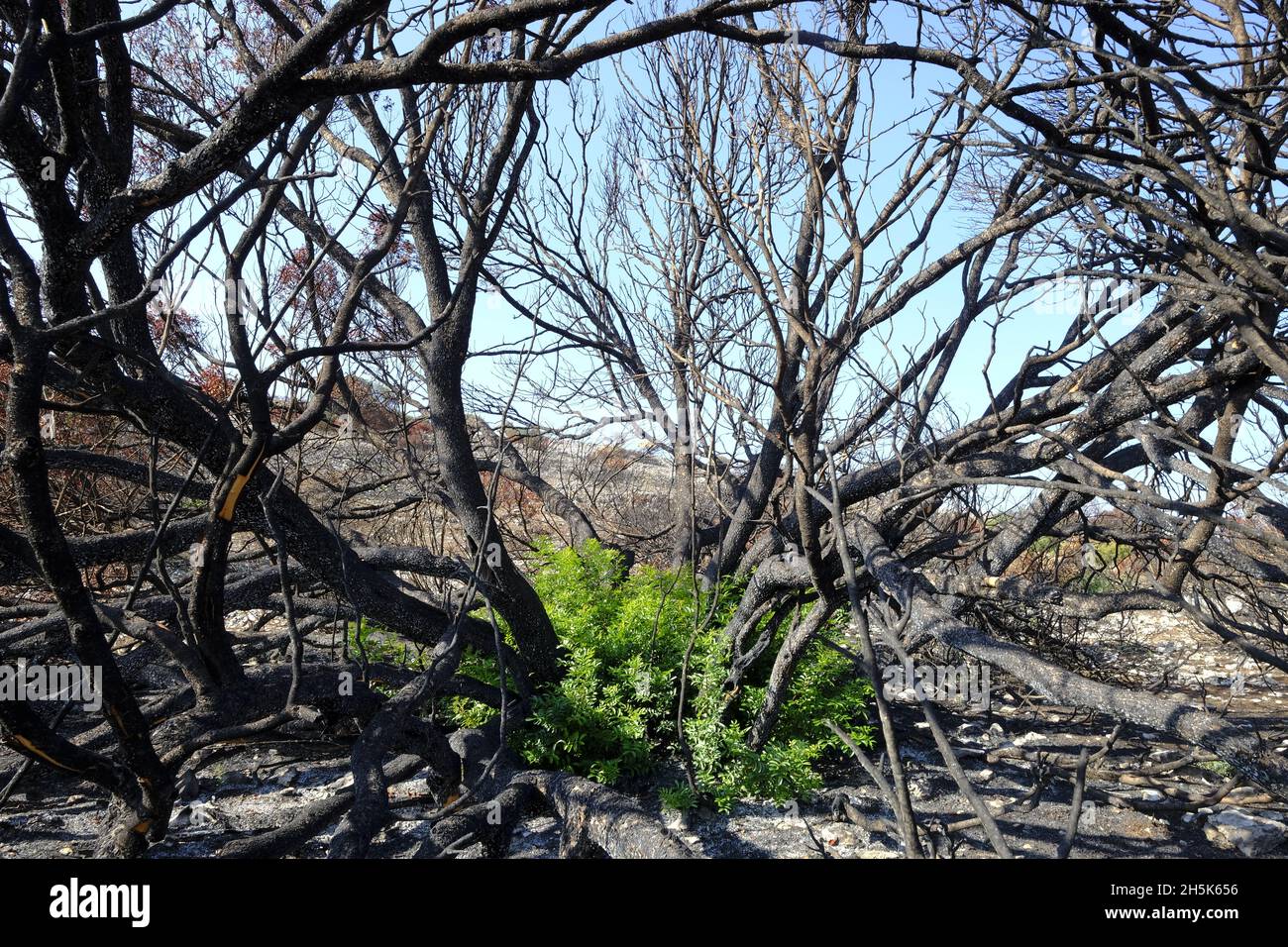 Ricrescita di piante 3 mesi dopo un incendio estivo nella regione di Algar del Parco Naturale di Sierras Subbeticas, Provincia di Cordoba, Andalusia, Spagna Foto Stock