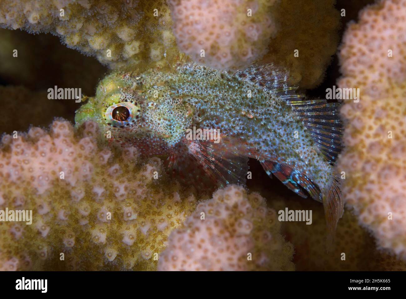 Primo piano di uno scorpionfish giovanile (Scorpaenidae) in corallo di cavolfiore (Pocillopora damicornis); Maui, Hawaii, Stati Uniti d'America Foto Stock