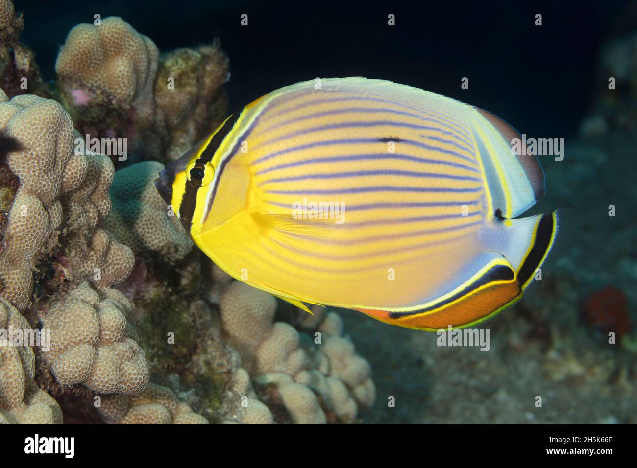 Primo piano ritratto di un pesce farfalla ovale (Chaetodon lunulatus); Maui, Hawaii, Stati Uniti d'America Foto Stock