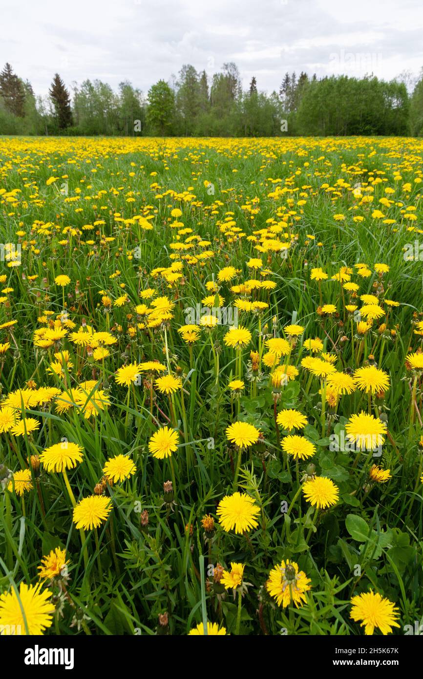 Prateria primaverile ricoperta di fiori di giallo brillante dente di leone comune, fiori di Taraxacum officinale. Girato in Estonia, Nord Europa. Foto Stock
