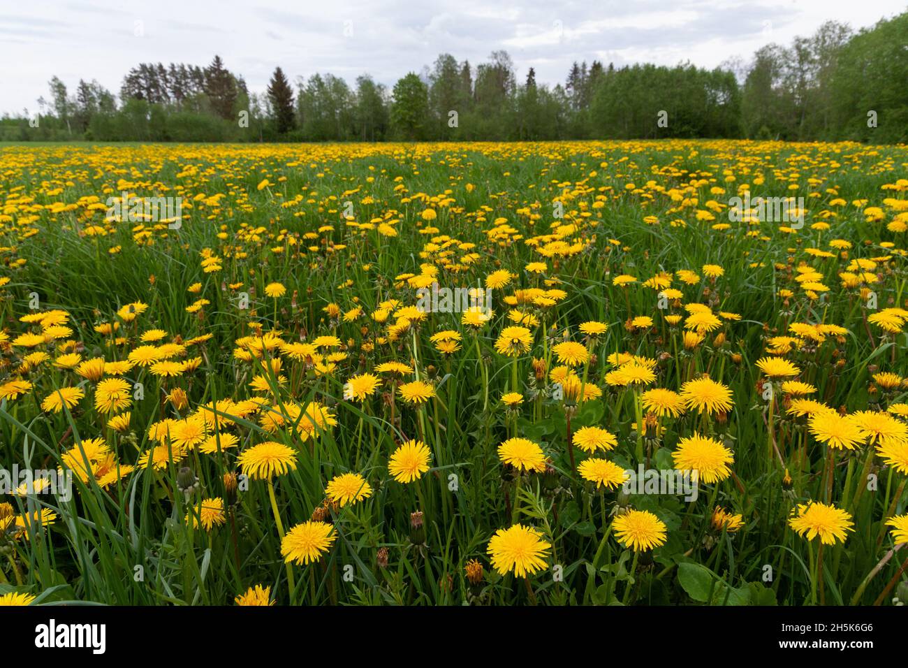 Prateria primaverile ricoperta di fiori di giallo brillante dente di leone comune, fiori di Taraxacum officinale. Girato in Estonia, Nord Europa. Foto Stock