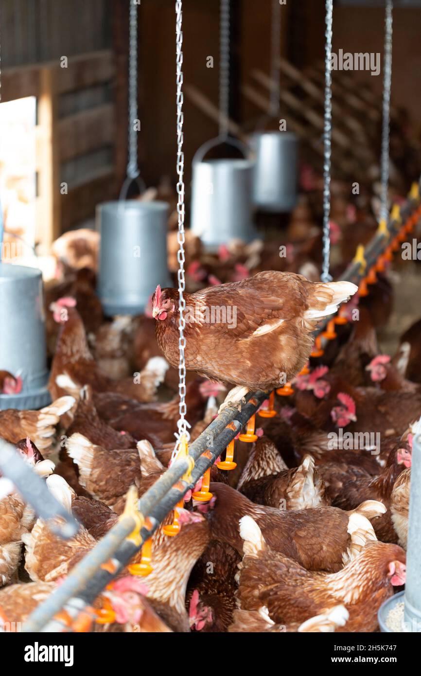 Polli (Gallus gallus domesticus) che si nutrono all'interno di una penna di pollo alla Rondriso Farm; Surrey, British Columbia, Canada Foto Stock