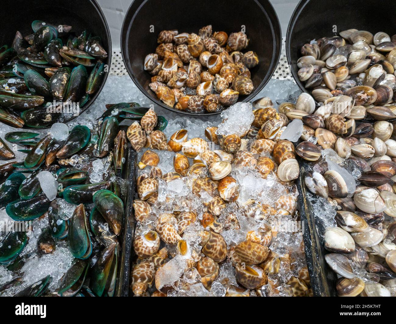 Gruppo delle cozze fresche, Mercenaria mercenaria (quahog), babylonia areolata nel vassoio di plastica con ghiaccio tritato in vendita al mercato del pesce nea Foto Stock