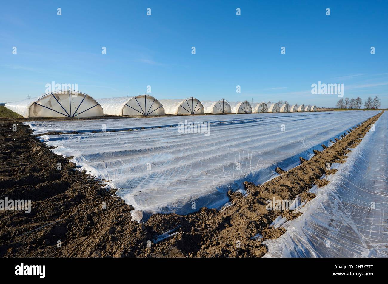 Tende in plastica per serra e terreno ricoperto di fogli di plastica, pellicole di pacciamatura in primavera; Assia, Germania Foto Stock