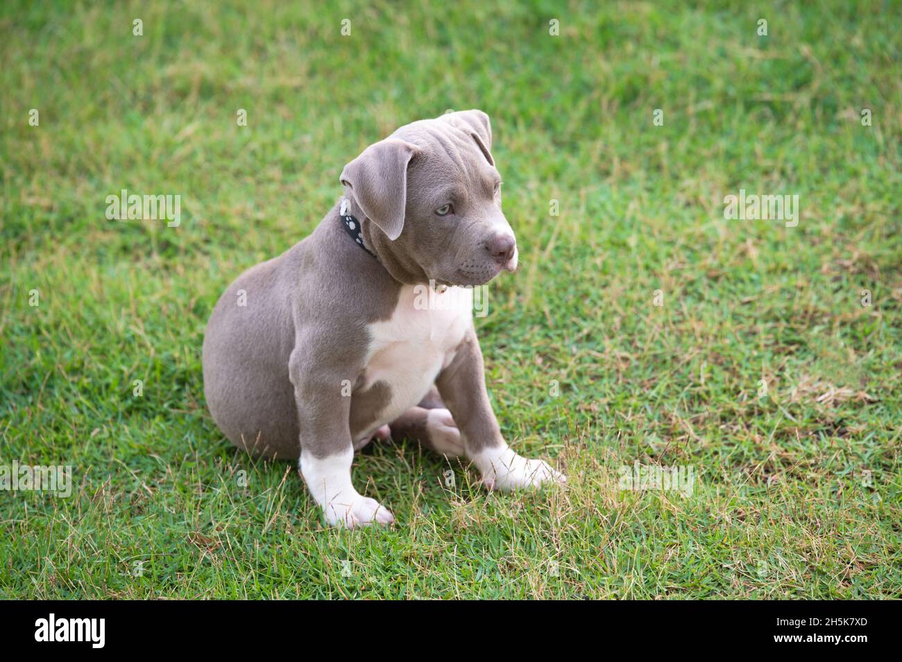 Cucciolo seduto sull'erba, cane cucciolo bully americano, divertente PET e carino Foto Stock
