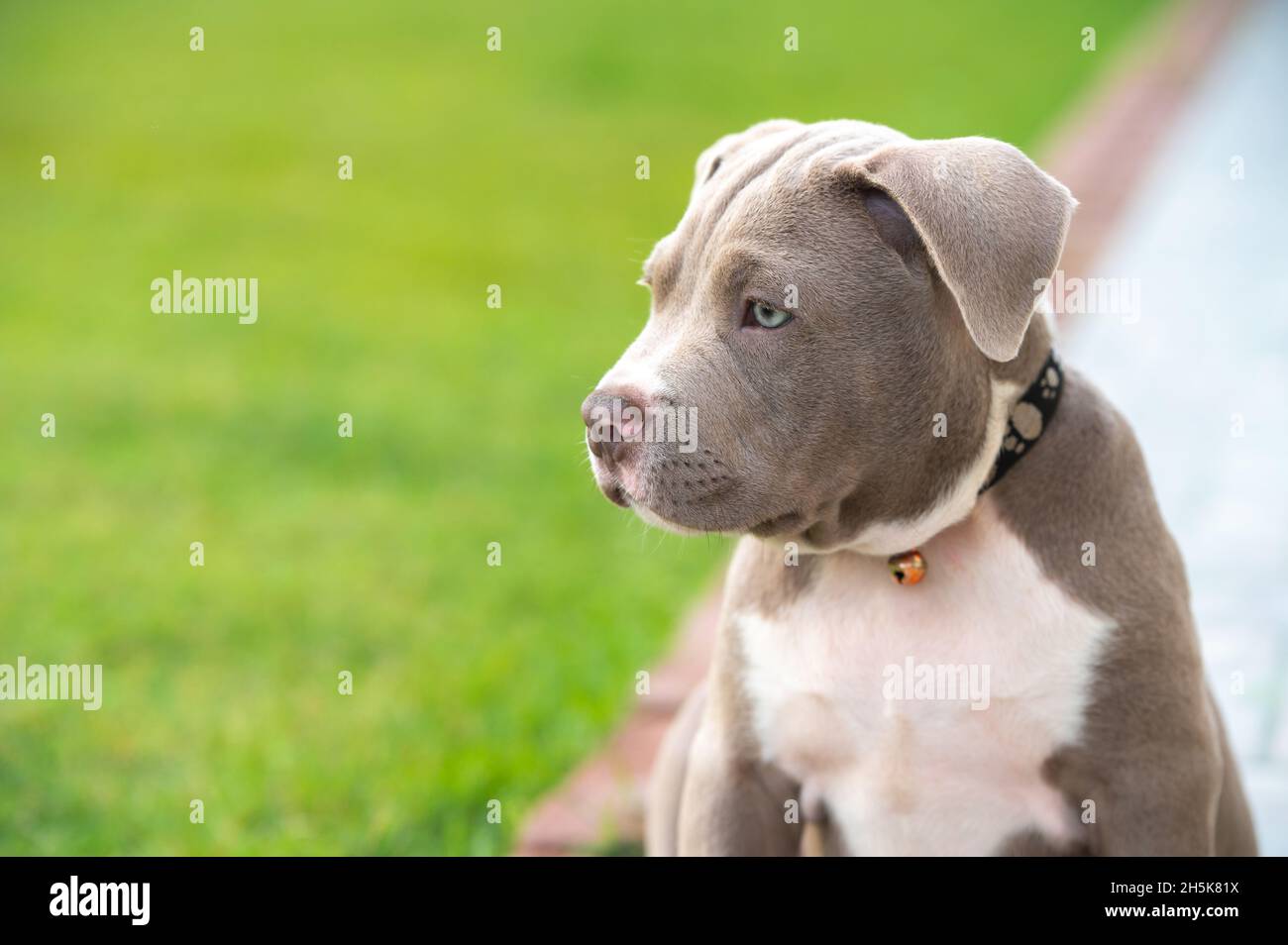 Cane cucciolo bullo americano, divertente animale domestico e carino Foto Stock