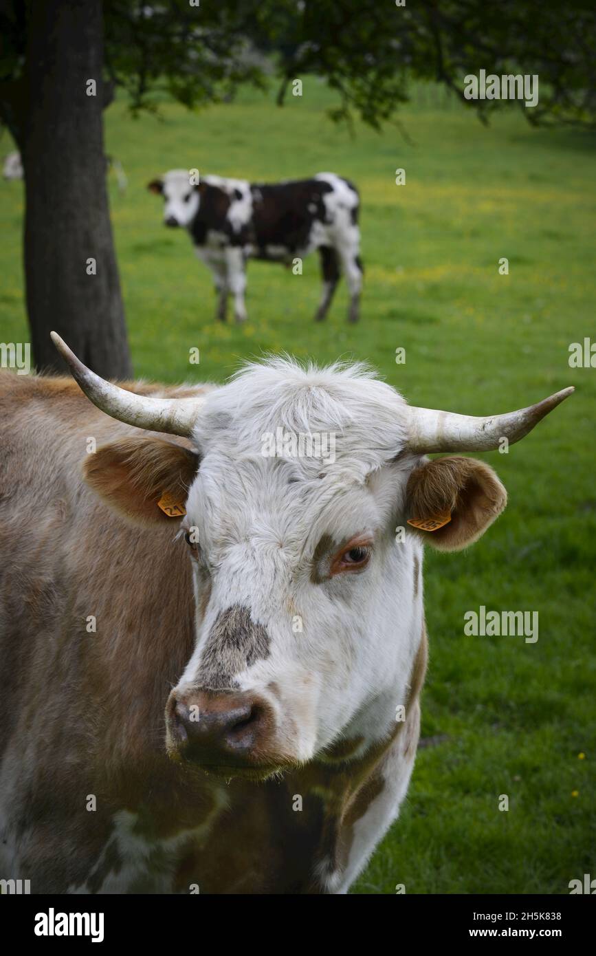 Ritratto di una mucca francese (Bos taurus) con un'altra sullo sfondo in un prato; Grand Rullecourt, Nord-Pas-de-Calais, Hauts-de-France, Francia Foto Stock