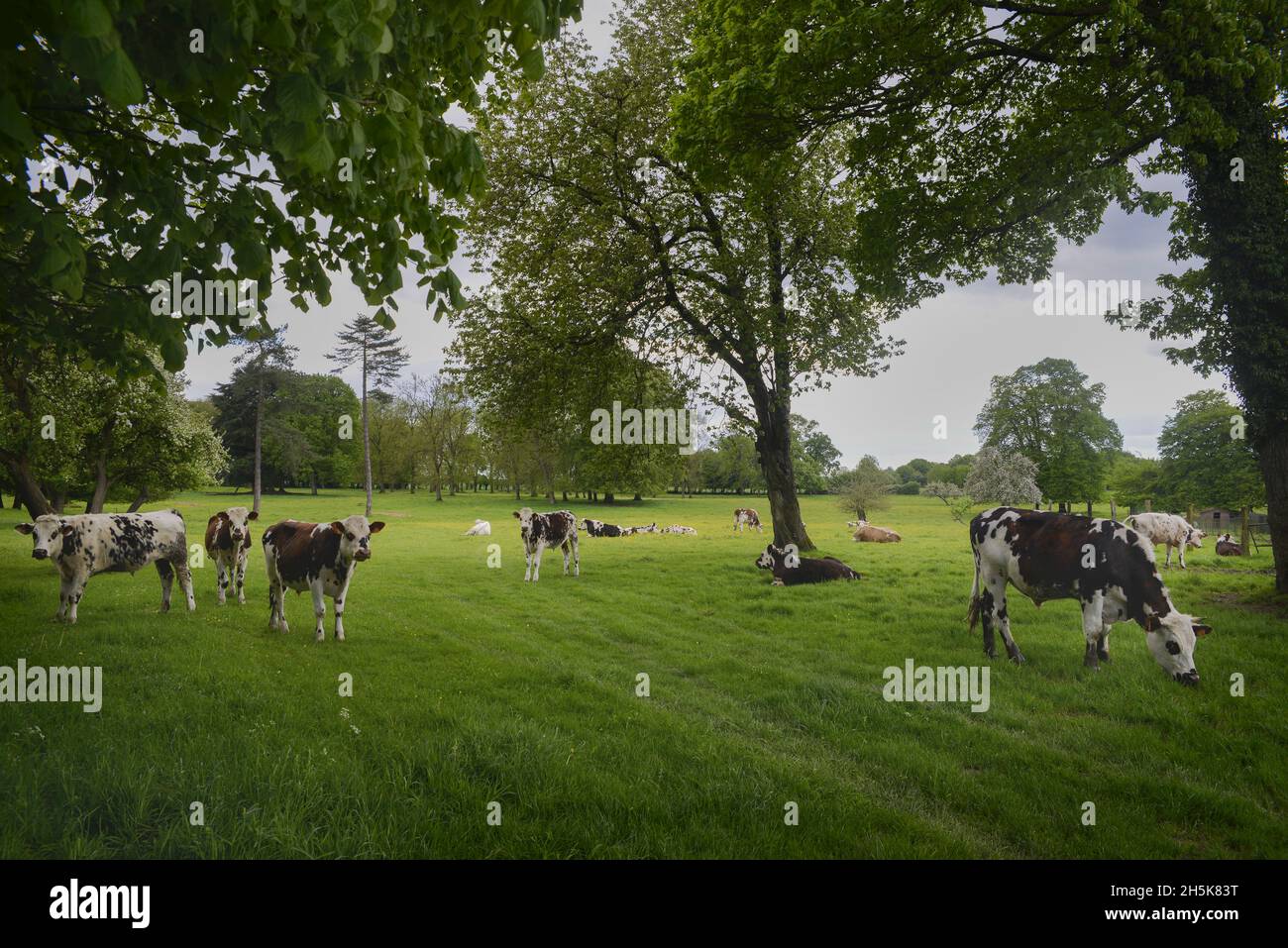 Mucche francesi (Bos taurus) che pascolano in un bel prato; Grand Rullecourt, Nord-Pas-de-Calais, Hauts-de-France, Francia Foto Stock