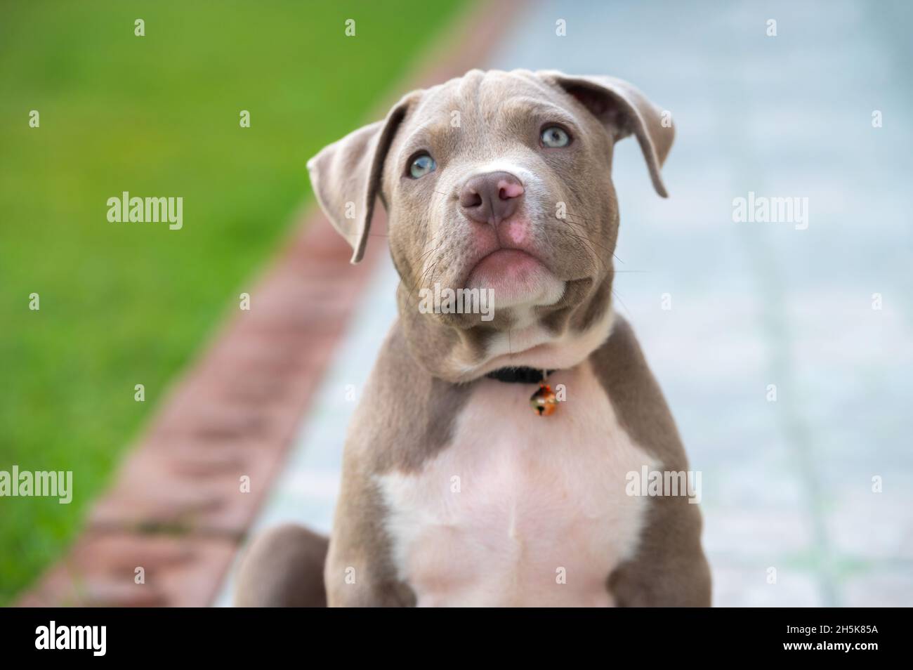 Cane mamma americano bully cucciolo cane, animale divertente e carino Foto Stock