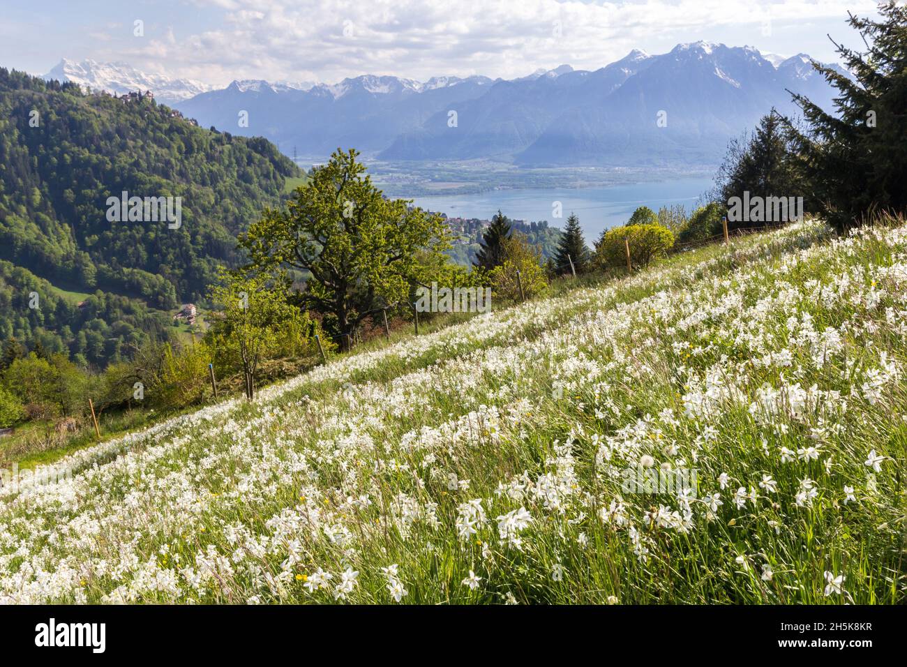 Alpi svizzere con fiore di narciso selvatico in fiore (narcissus poeticus) in riviera di Montreux con il lago di Ginevra sullo sfondo Foto Stock
