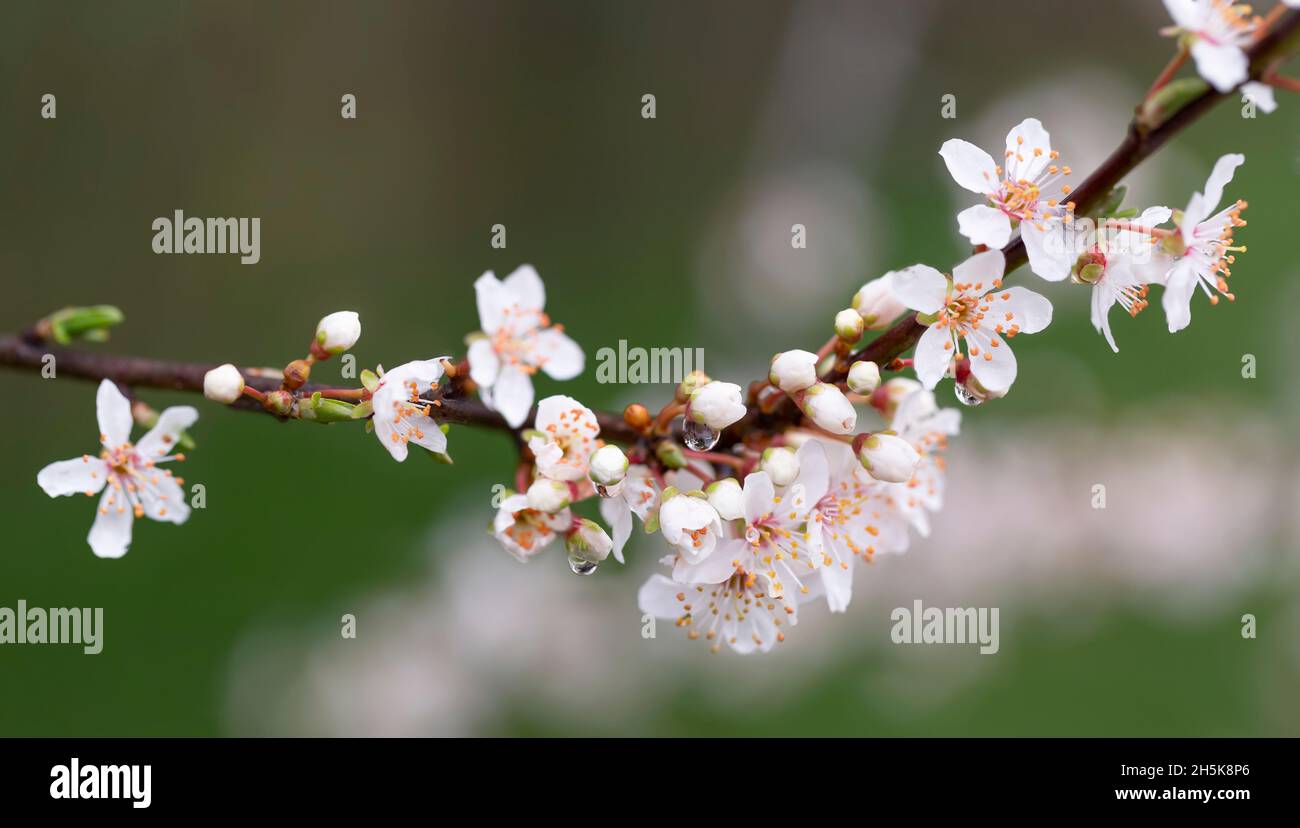 Primo piano di fiori su ramo di albero; British Columbia, Canada Foto Stock