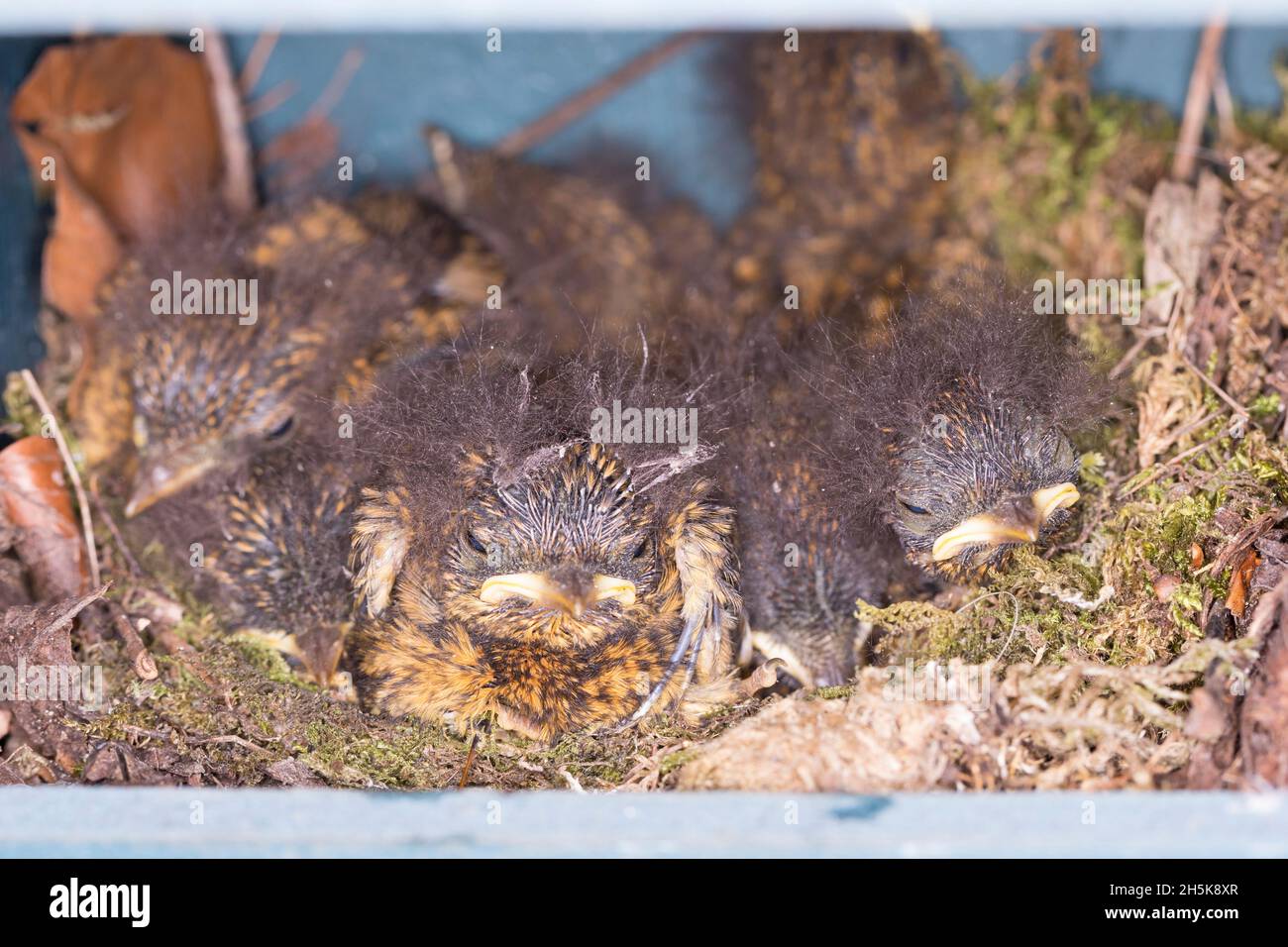 Rotkehlchen, Küken im Nistkasten, Halbhöhle, Halbhöhlenkasten, Nest, Erithacus rubecula, robin, robin europeo, robin redbreast, nido, Le Rouge-gola Foto Stock