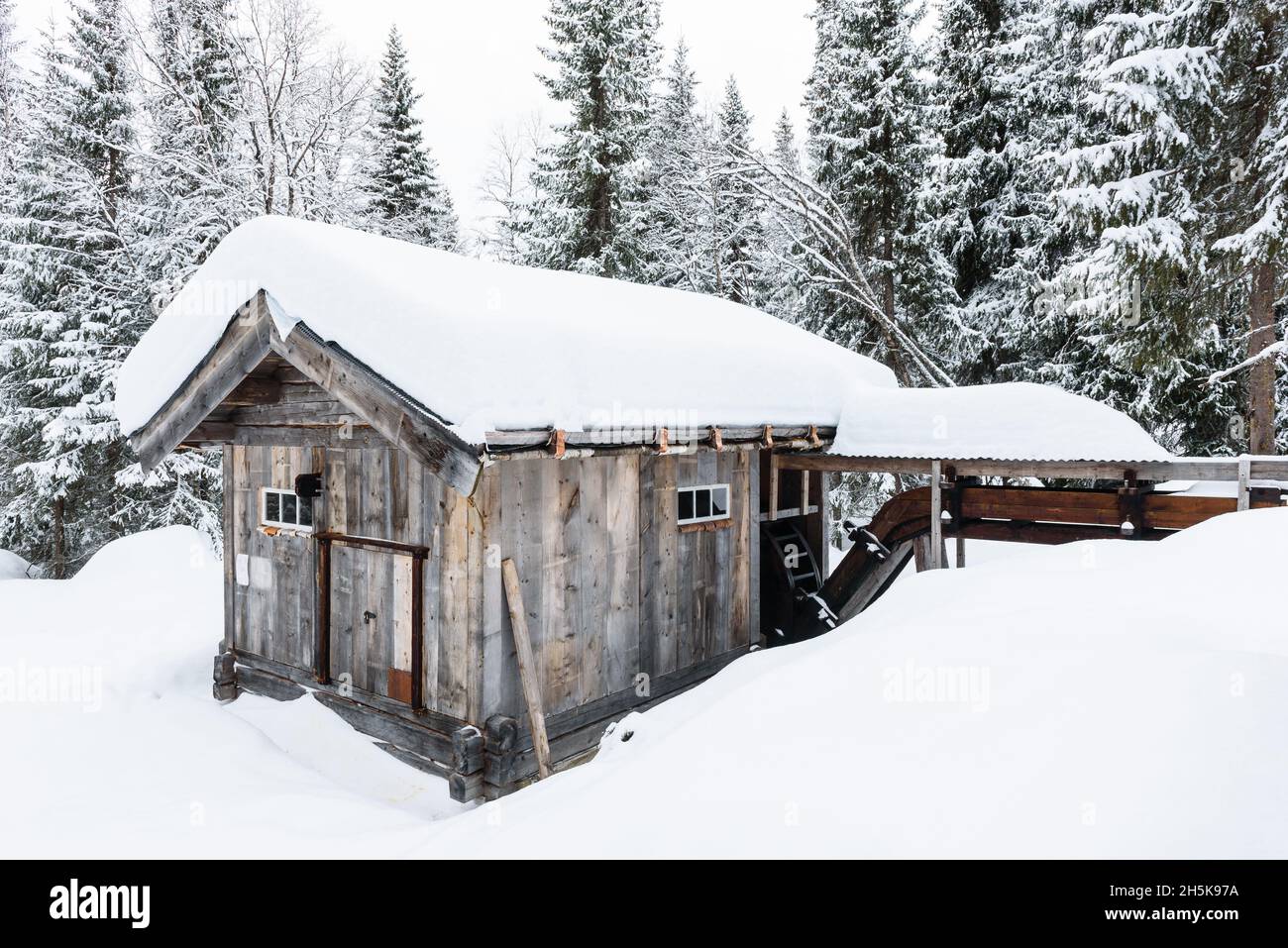 Vecchio fienile di legno coperto di neve nella foresta Foto Stock
