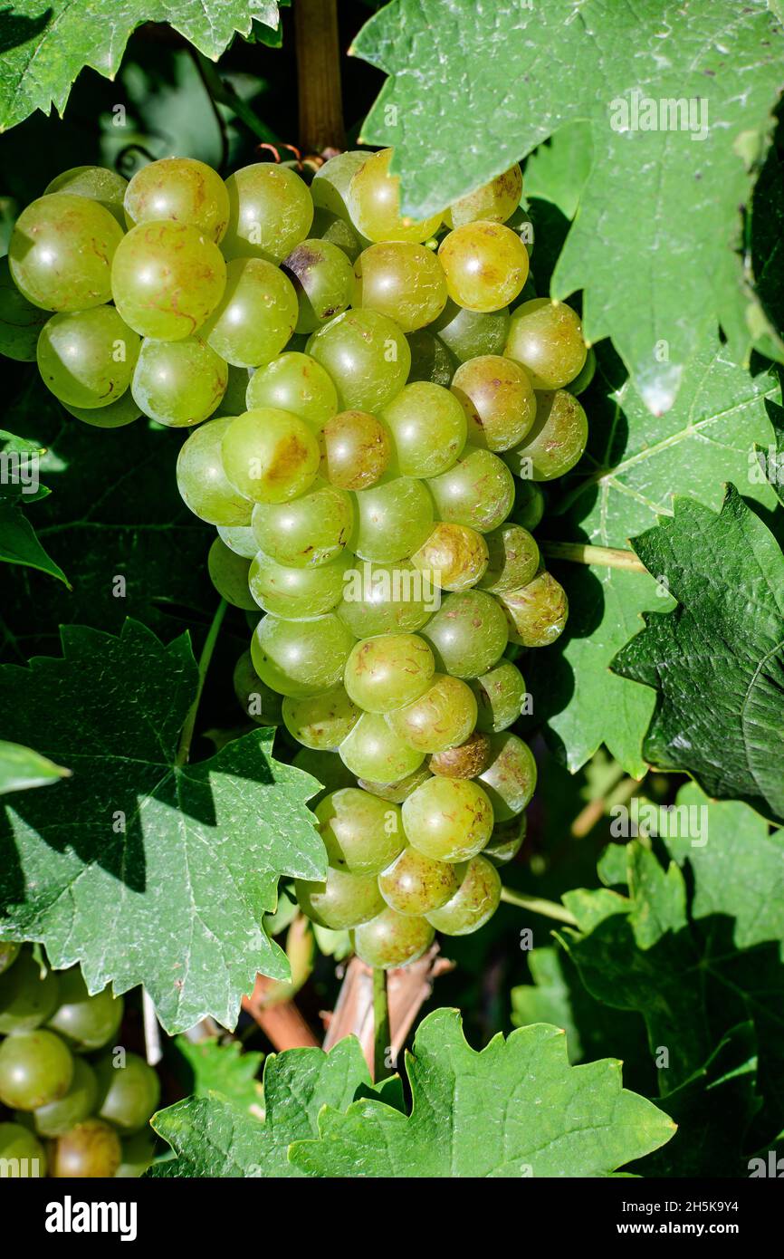 Primo piano di uve bianche biologiche mature e foglie verdi in vigna in una giornata di sole autunnale Foto Stock