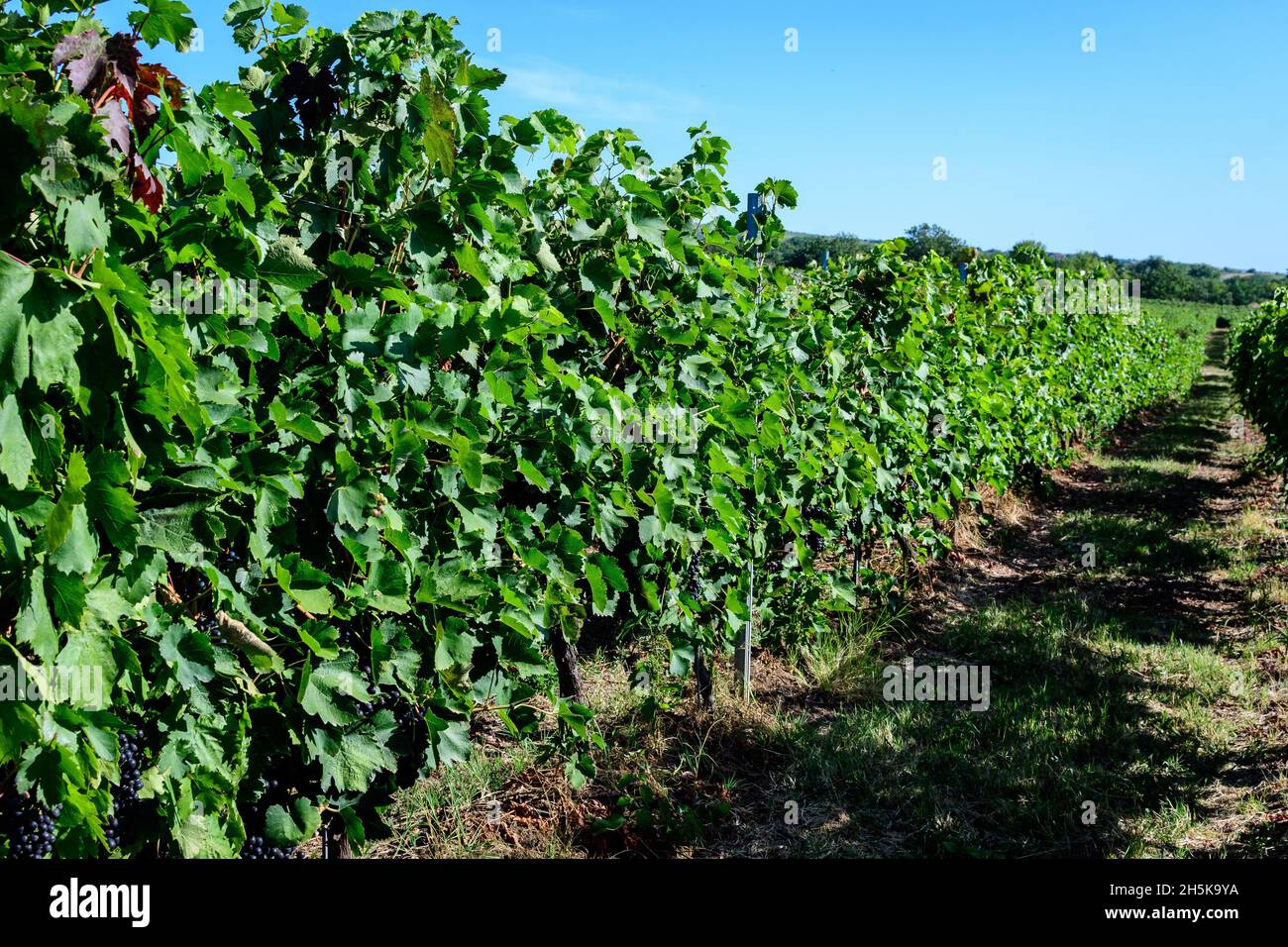 Fila con grandi piante con molte uve biologiche mature e foglie verdi in vigna in una giornata di sole autunno Foto Stock