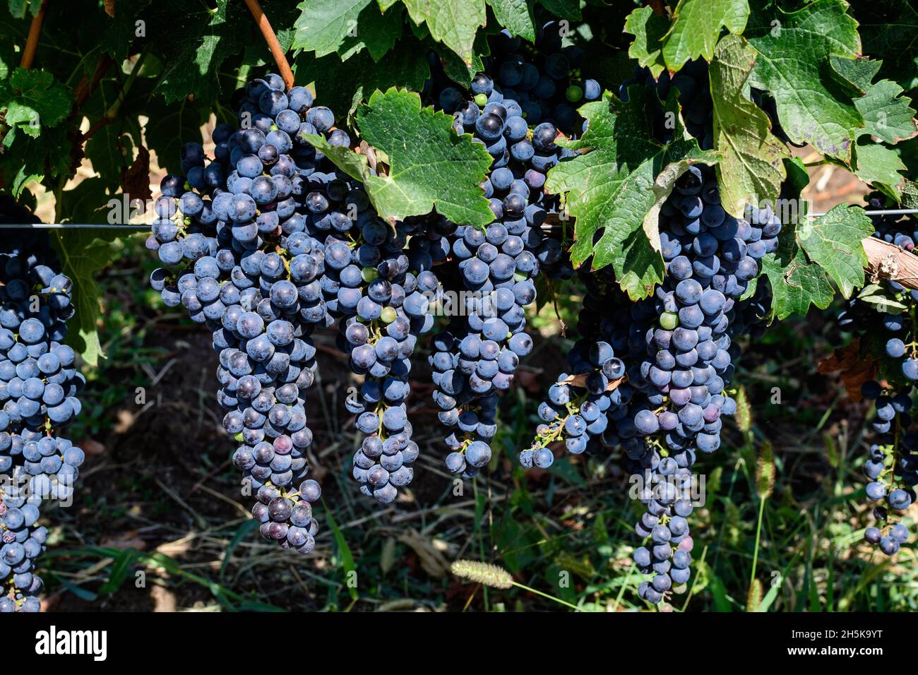 Primo piano di uve biologiche nere scure mature e foglie verdi in vigneto in una giornata di sole autunno Foto Stock
