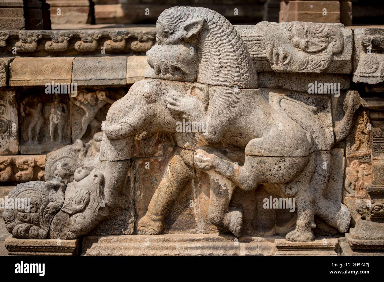Pietra scolpita dettaglio di un leone rimbalzare su un elefante dell'era Dravidiana Chola al Tempio di Airavatesvara; Darasuram, Tamil Nadu, India Foto Stock