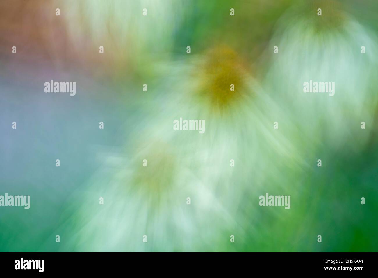 Pittura di obiettivo di macro- fiori di giardino, Sudbury grande, Ontario, Canada Foto Stock