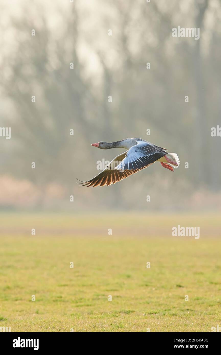 Grigielag oca (Anser anser) in volo; Baviera, Germania Foto Stock
