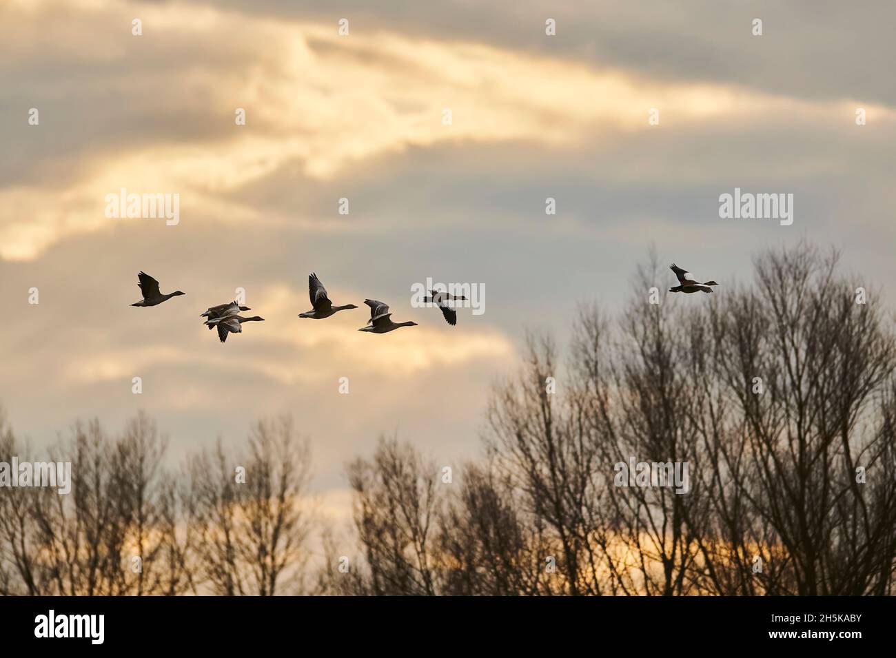 Gregge di oche Greylag (Anser anser) in volo; Baviera, Germania Foto Stock