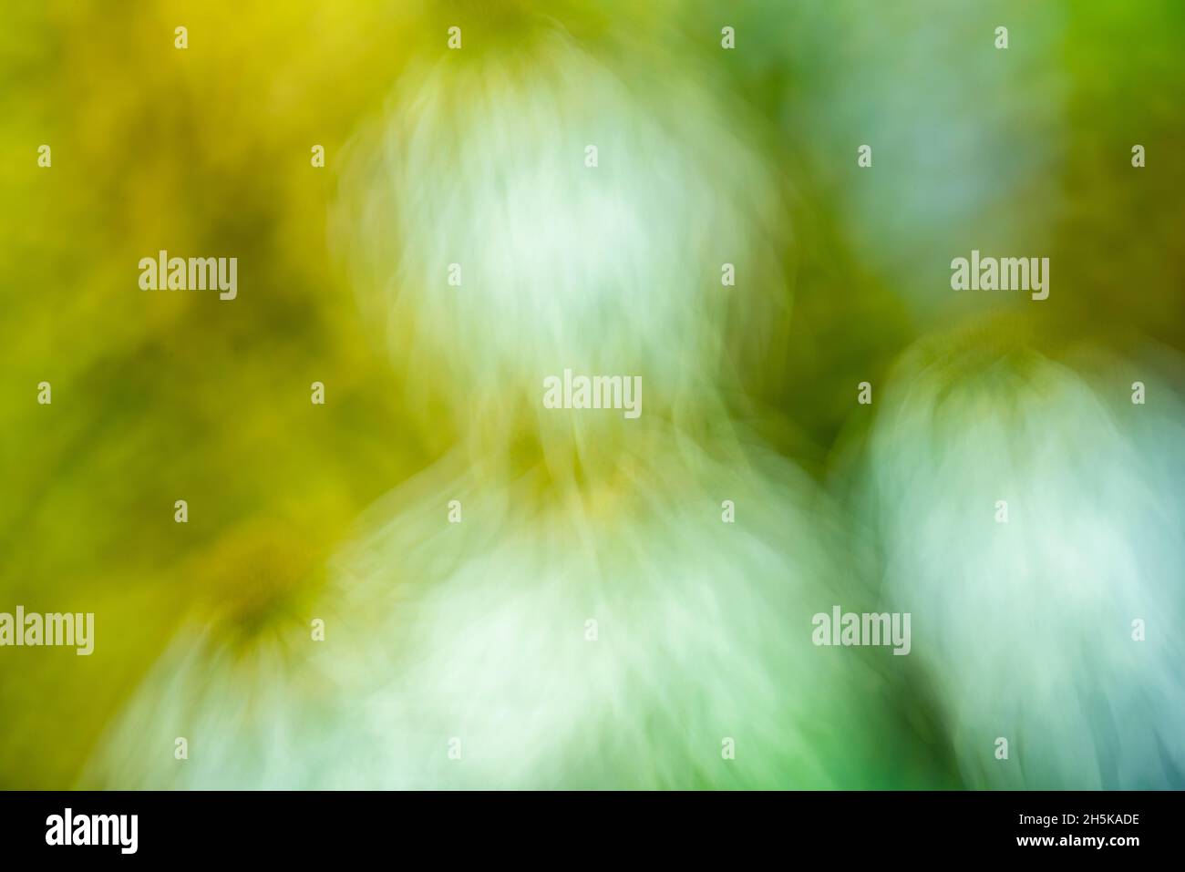Pittura di obiettivo di macro- fiori di giardino, Sudbury grande, Ontario, Canada Foto Stock