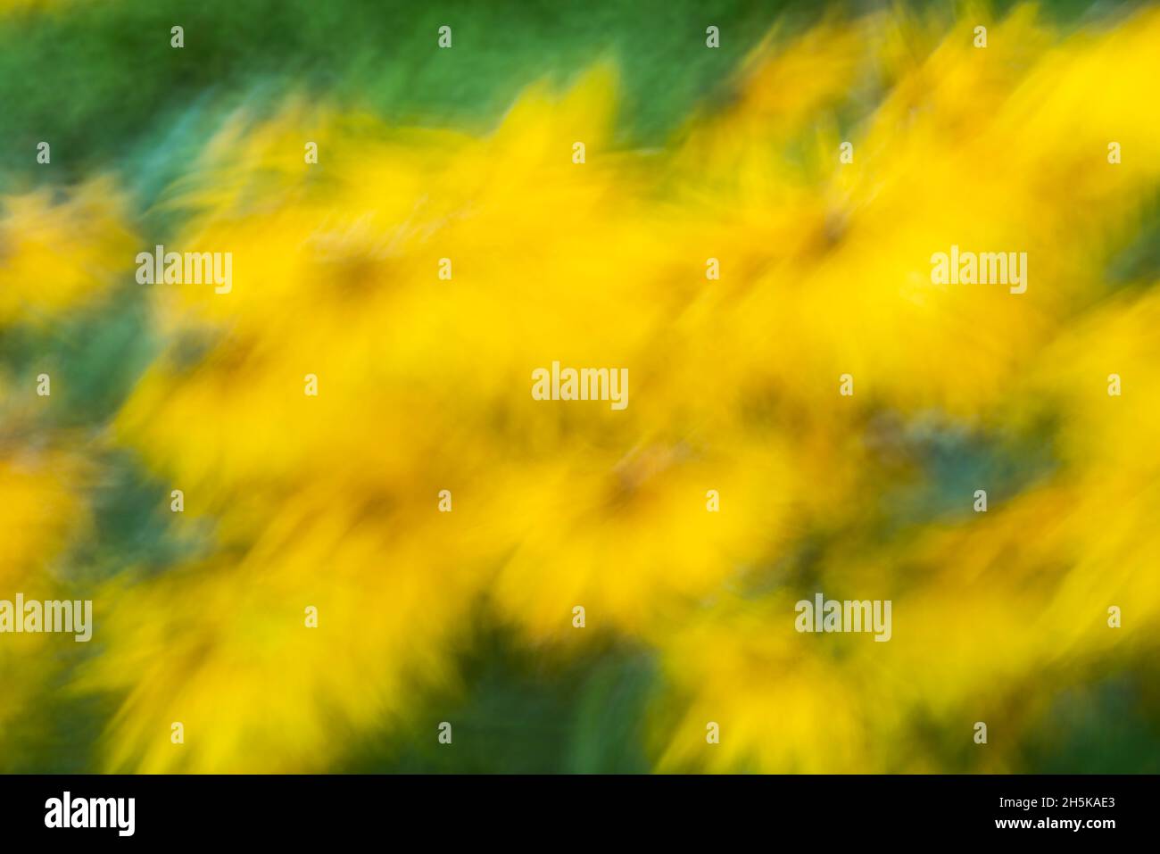 Pittura di obiettivo di macro- fiori di giardino, Sudbury grande, Ontario, Canada Foto Stock