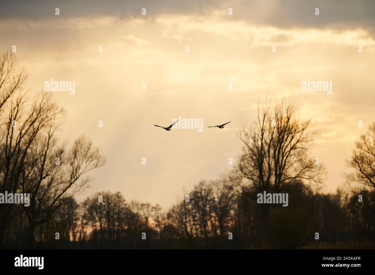 Gregge di oche Greylag (Anser anser) in volo; Baviera, Germania Foto Stock