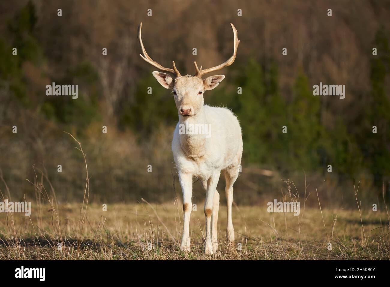 Daino bianco buck (Dama dama) su un prato, prigioniero; Baviera, Germania Foto Stock