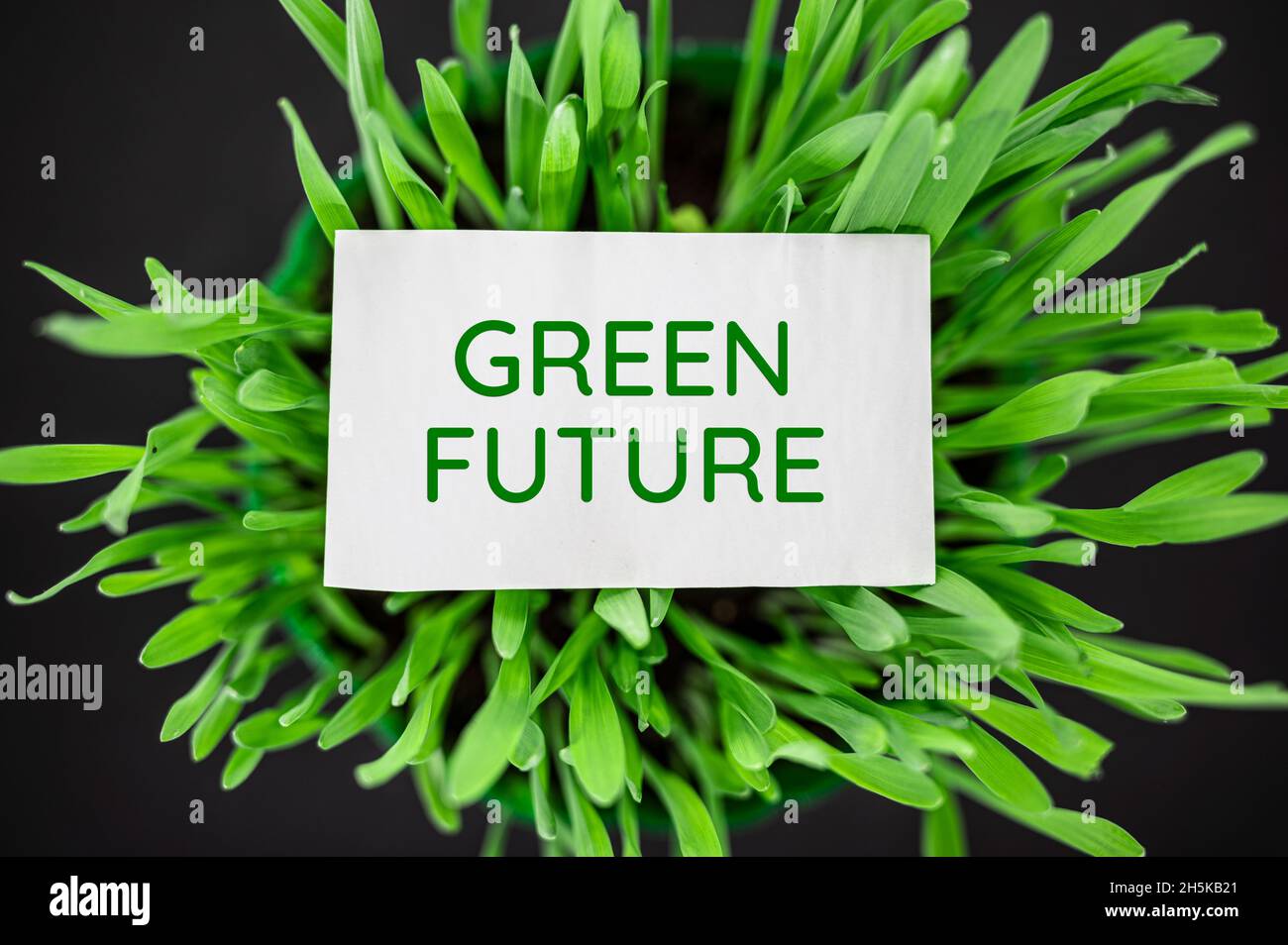 Vista dall'alto dell'erba verde con testo futuro verde. Eco, concetto di ecologia. Foto Stock