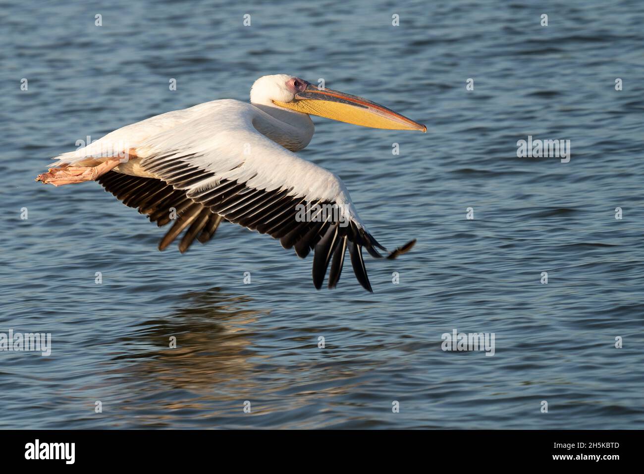 Pelican vola a bassa quota d'acqua nel Delta Dunaril vicino a Sfantu Gheorghe nel Delta del Danubio, Romania; Sfantu Gheorghe, Transilvania, Romania Foto Stock