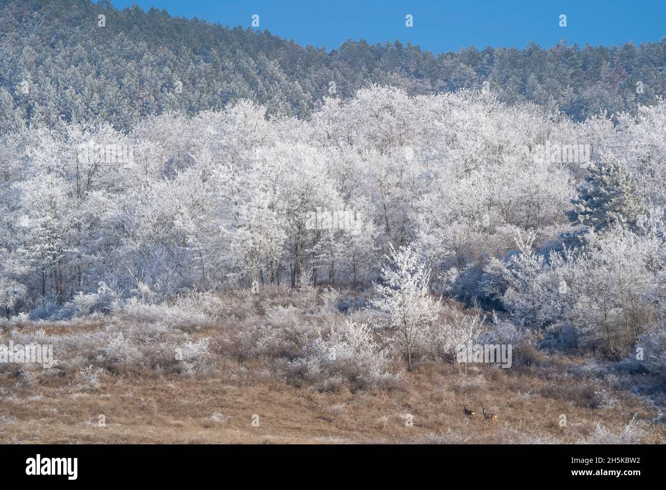 Transilvania in inverno, gelo sugli alberi nel villaggio di Cund, Romania; Cund, Transilvania, Romania Foto Stock