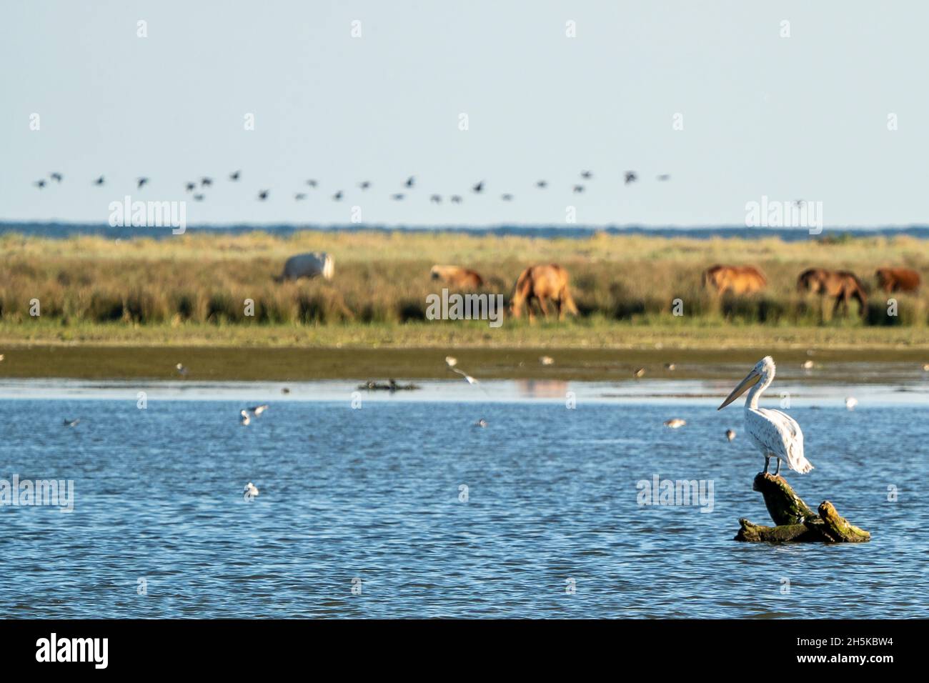 Pelican e cavalli nelle zone umide del Delta Dunaril vicino a Sfantu Gheorghe nel Delta del Danubio, Romania; Sfantu Gheorghe, Transilvania, Romania Foto Stock