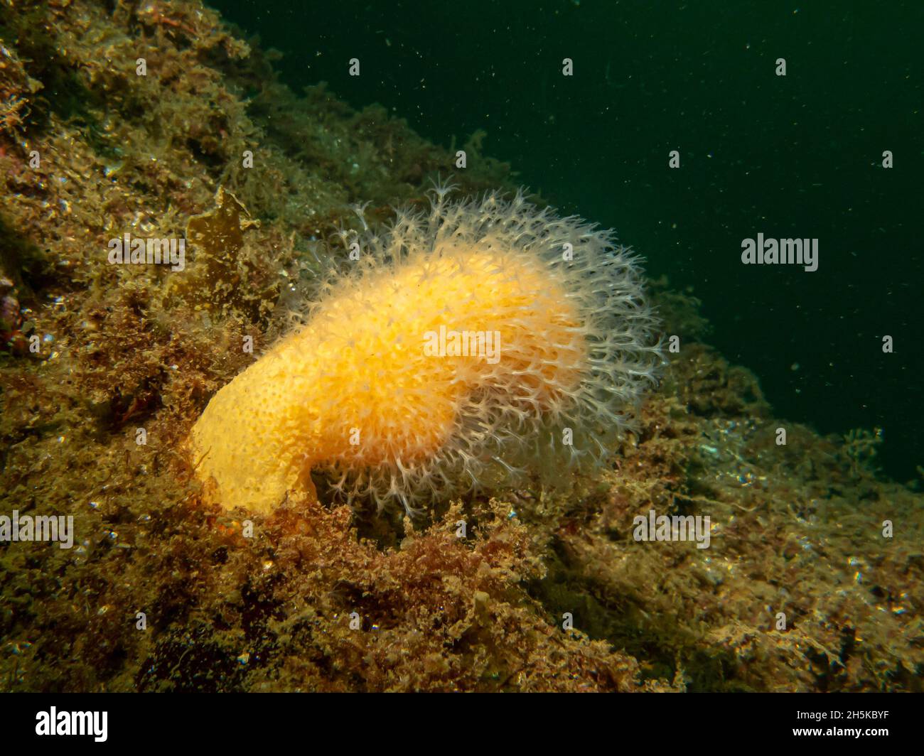 Un'immagine ravvicinata delle dita dell'uomo morto di corallo molle o Alcyonium digitatum. Foto dal Meteo Isole, Skagerrak Mare, Svezia Foto Stock