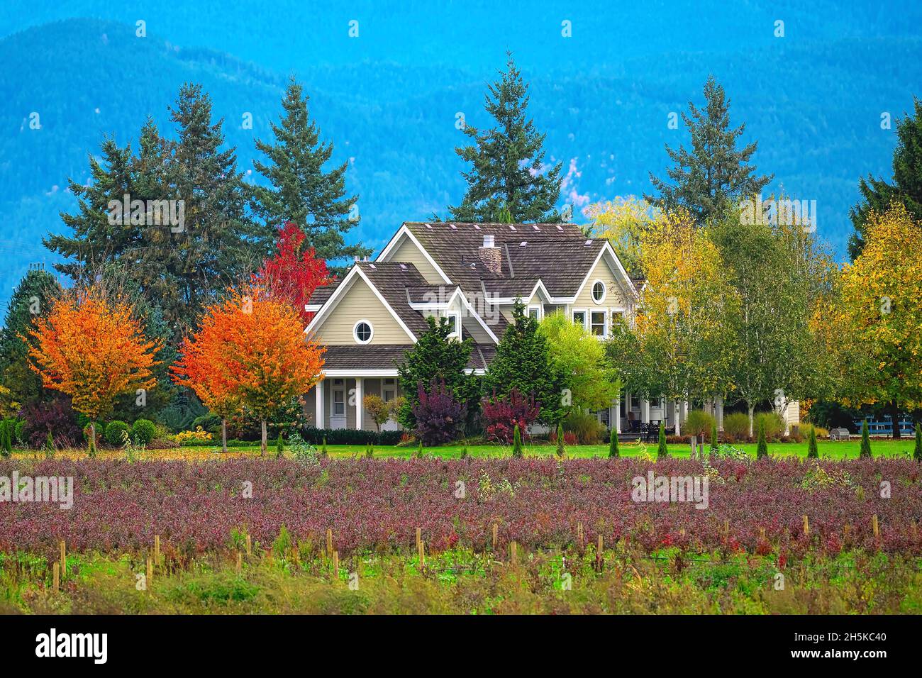 Scena autunnale con una fattoria e campo di mirtillo - Pitt Meadows, B. C, Canada. Foto Stock