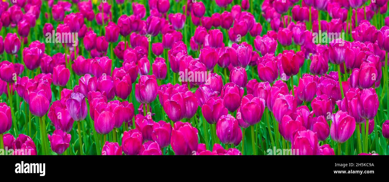 Tulipani rosa in fiore in un campo al Tulip Festival; Ottawa, Ontario, Canada Foto Stock