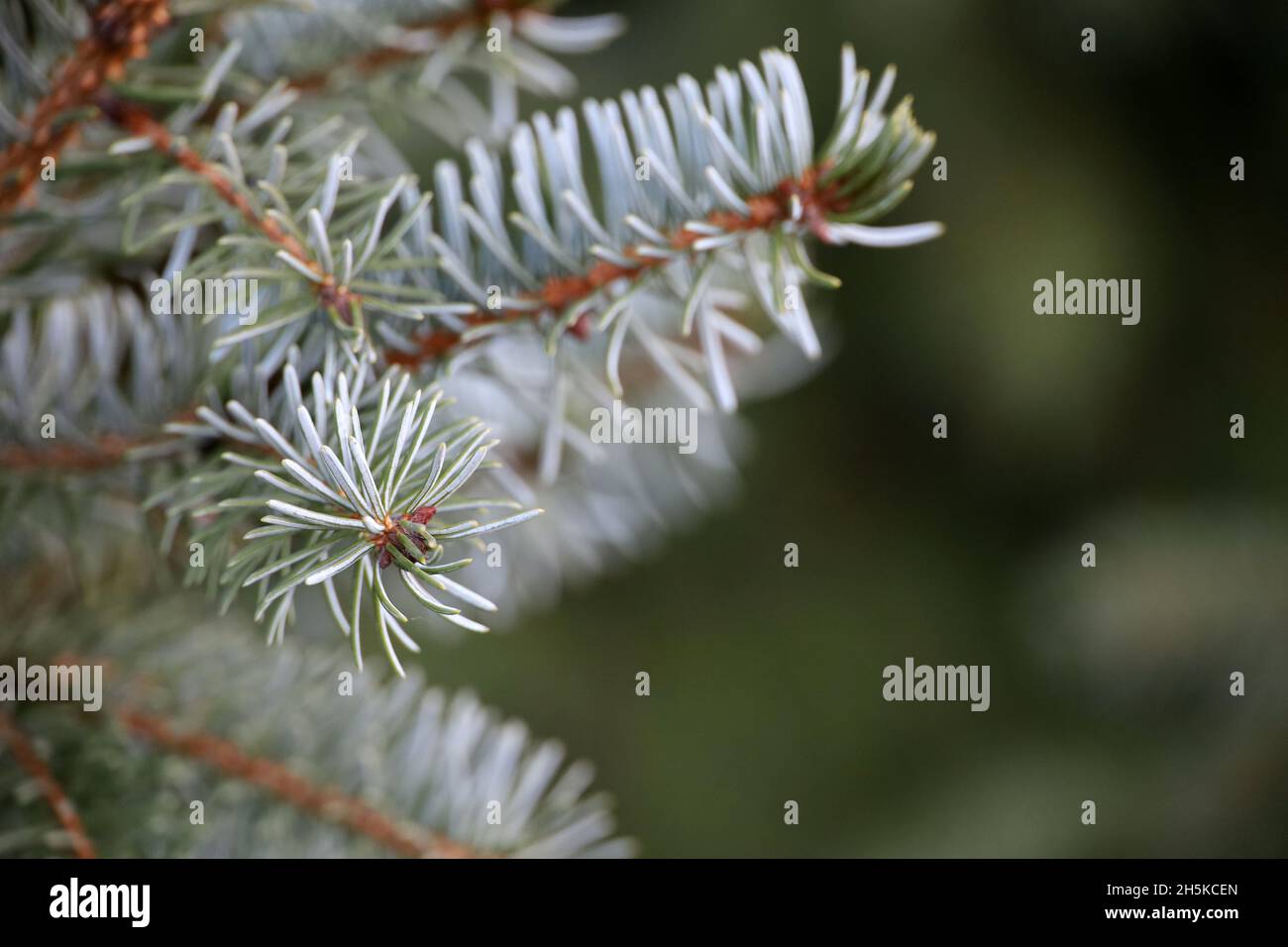 Rami di abete rosso argento con aghi da vicino, albero naturale di Capodanno per sfondo natalizio Foto Stock