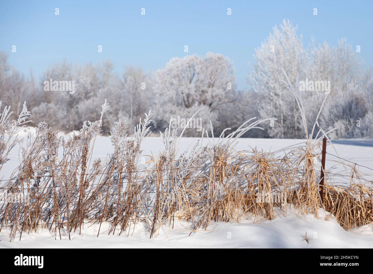 Erbe ricoperte di gelo lungo una recinzione in primo piano con alberi gelidi sullo sfondo; Thunder Bay, Ontario, Canada Foto Stock