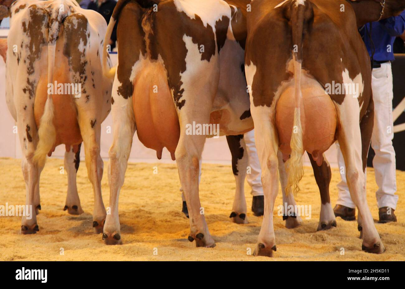 La parte posteriore e le mammelle di tre mucche da latte dell'azienda agricola. Foto Stock