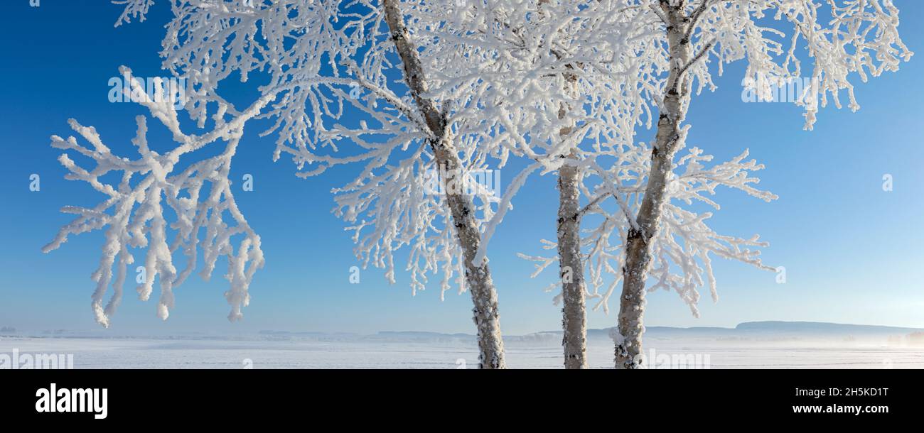 Hoarfrost in una bella giornata di sole; Thunder Bay, Ontario, Canada Foto Stock