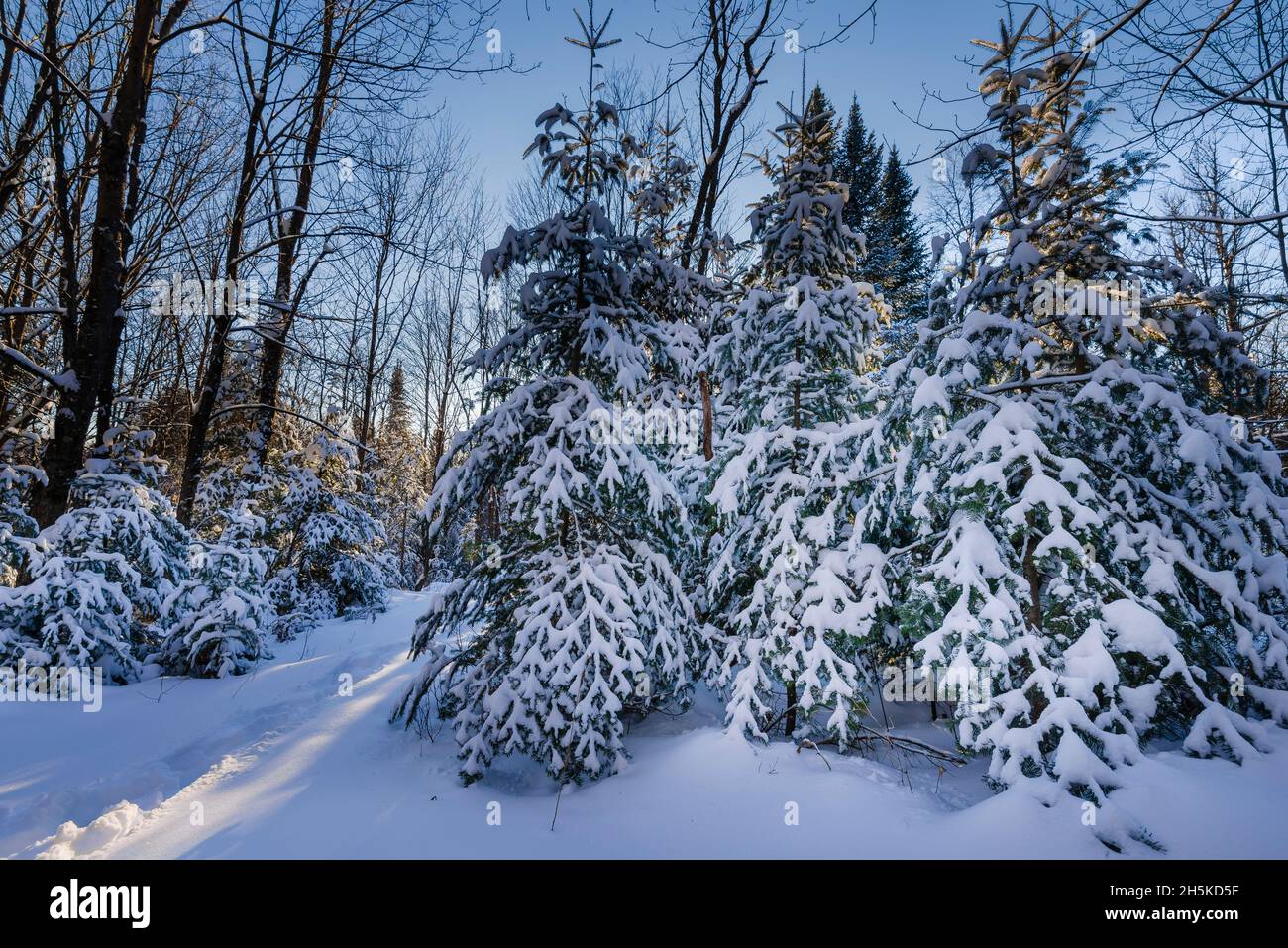 Paesaggio innevato nelle Laurentides; Québec, Canada Foto Stock