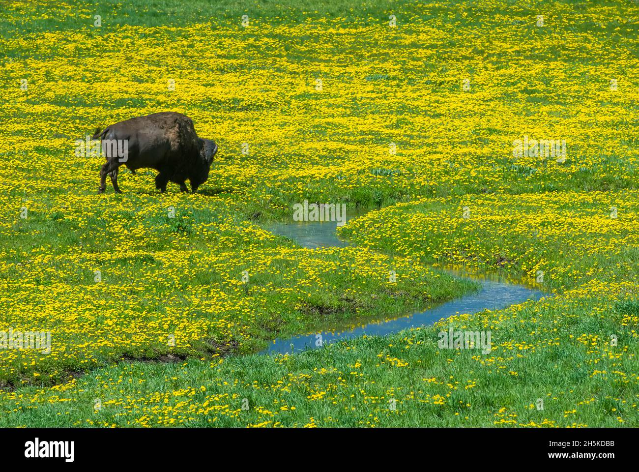 Bisonte americano (bisonte) che pascola in un campo di dente di leone sulla gamma aperta vicino ad un flusso Foto Stock Bisonte americano (bisonte) che pascola in un campo di dente di leone sulla gamma aperta vicino ad un flusso Foto Stock