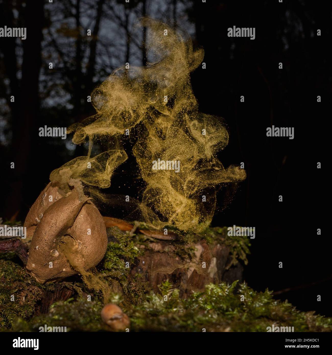 Ilkley, Yorkshire UK, 10 novembre 2021 - fotografo cattura le spore che rilasciano da una palla comune (nota anche come il muso del diavolo) in un giorno ancora autunnale nei boschi (si potrebbe anche vedere il drago pareidolia che appare come un genio!). Credit: Rebecca Cole/Alamy Live News Foto Stock