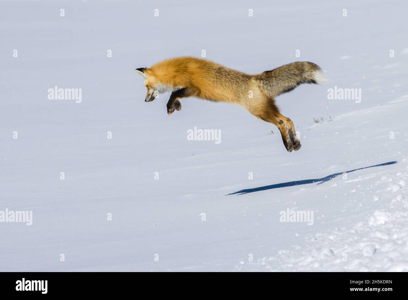 Una volpe rossa (Vulpes vulpes) a caccia di topi e altri roditori salta in aria per rimbalzare sulla sua preda nascosta sotto la neve in una soleggiata giornata invernale Foto Stock
