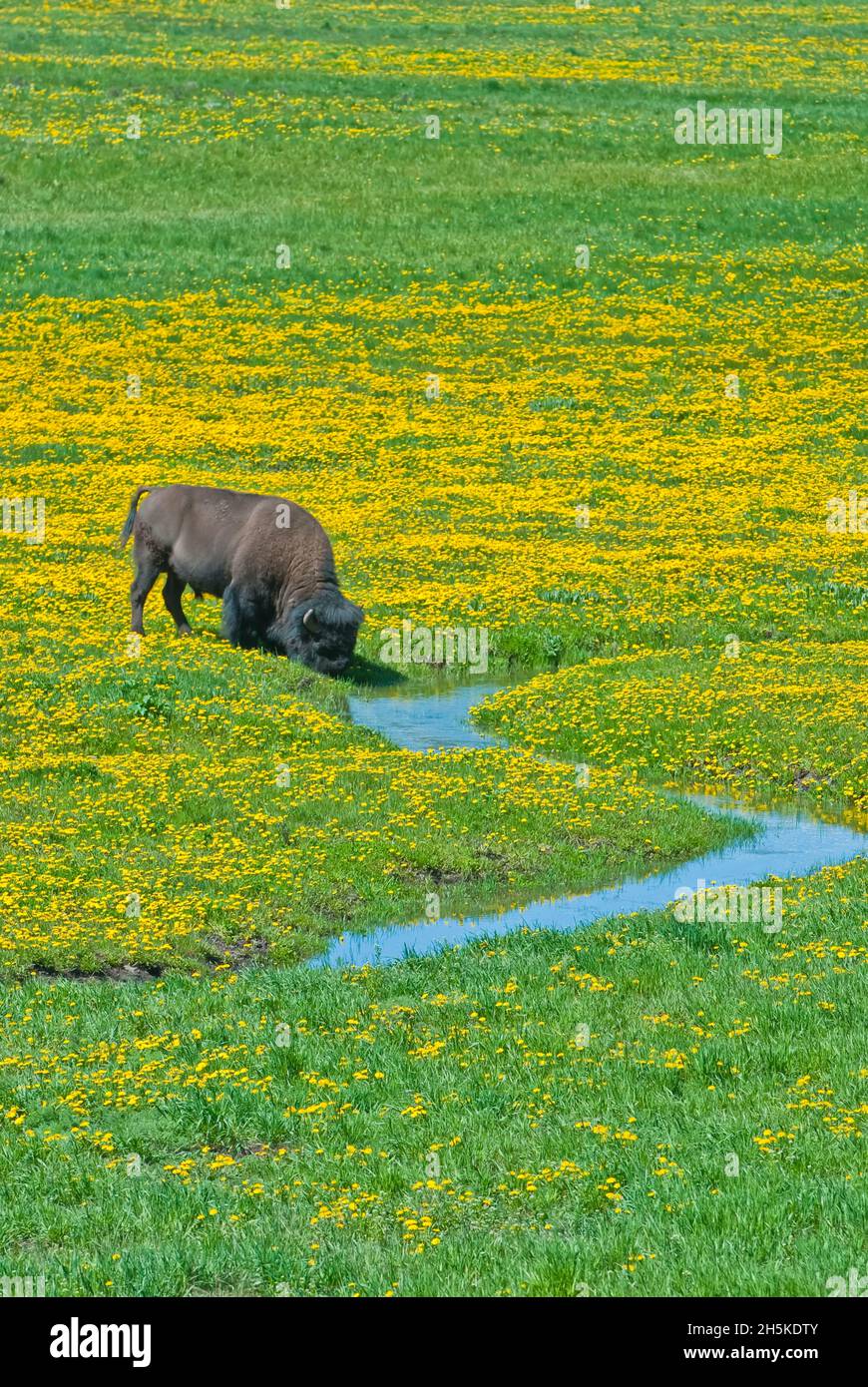 Bisonte americano (bisonte) che pascola in un campo di dente di leone sulla gamma aperta vicino ad un flusso Foto Stock Bisonte americano (bisonte) che pascola in un campo di dente di leone sulla gamma aperta vicino ad un flusso Foto Stock