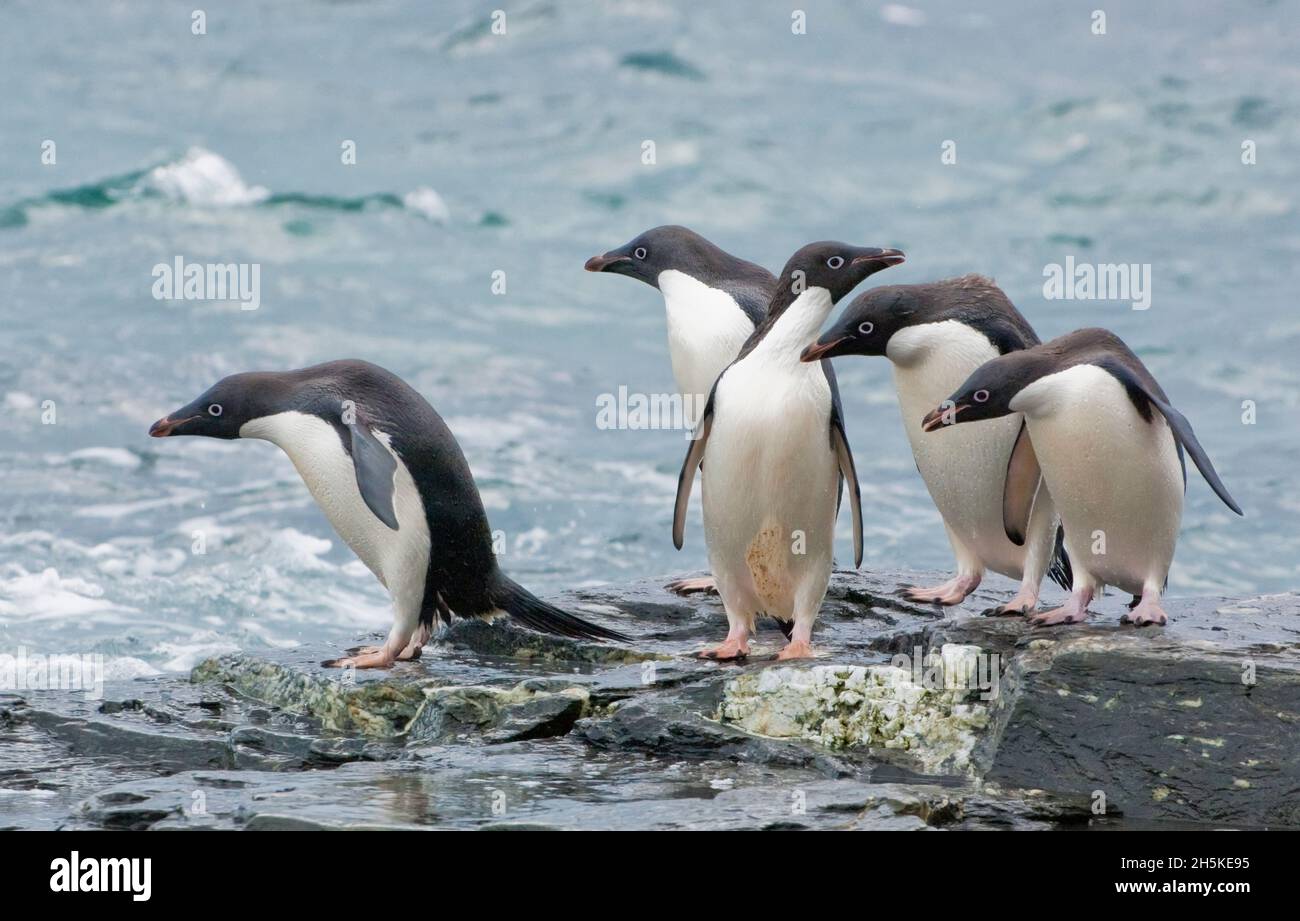 Cinque pinguini di Adelie (Pygoscelis adeliae) che si erigevano sulle rocce al bordo dell'acqua dell'Oceano Meridionale; Oceano Meridionale, Antartide Foto Stock