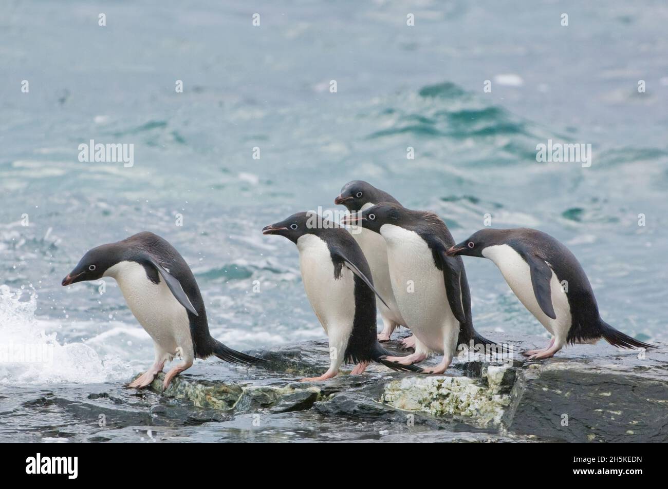 Cinque pinguini di Adelie (Pygoscelis adeliae) che si erigevano sulle rocce al bordo dell'acqua dell'Oceano Meridionale; Oceano Meridionale, Antartide Foto Stock