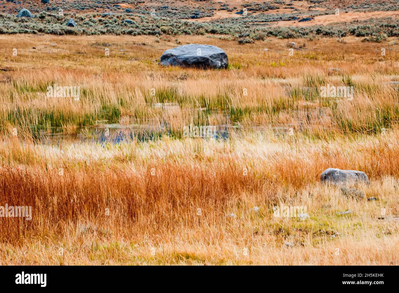 Erba secca e sagebrush in autunno campo colorato con rocce ghiacciai irregolari nella Valle Lamar Foto Stock