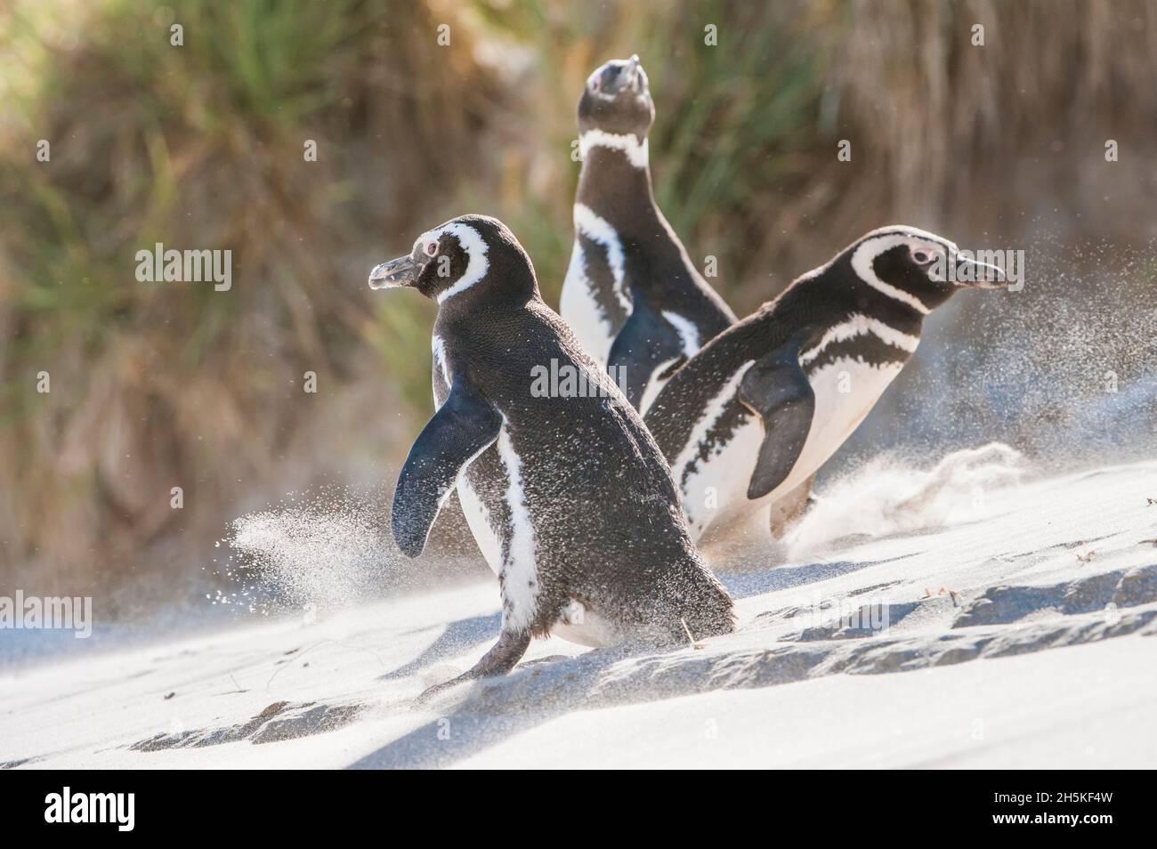 Tre pinguini magellanici (Spheniscus magellanicus) scivolano e giocano mentre camminano su un pendio sabbioso; Isole Falkland, Antartide Foto Stock